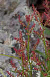 Common sheep sorrel